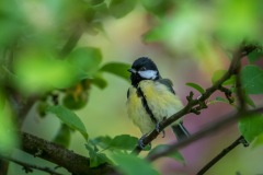 baby great tit