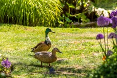 Mallard