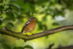 Chaffinch