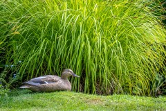 Mallard