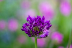 Allium