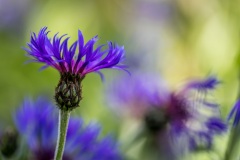 Cornflower