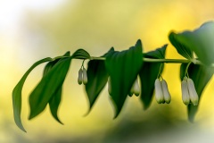 Solomon's seal