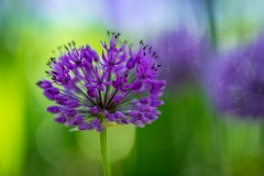 Allium