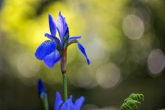 Iris