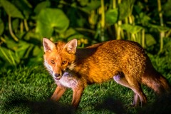 Fox