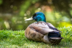 Mallard
