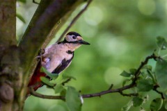 Great spotted woodpecker