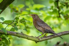 Blackbird