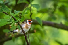Goldfinch