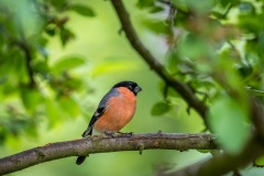 Bullfinch