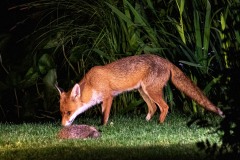 fox, hedgehog