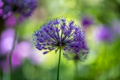 Allium