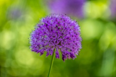 Allium