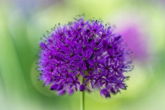 Allium