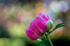 Peony