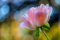 Peony
