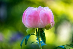 Peony