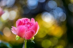 Peony
