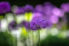 Allium