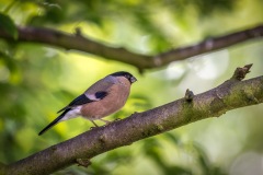 female bullfinch