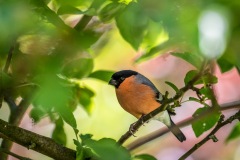 male bullfinch