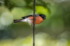 male bullfinch