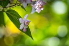 Deutzia