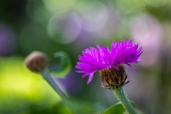 Centaurea Dealbata, Persian Cornflower
