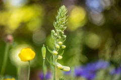 Foxglove