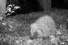 Hedgehog