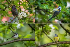Starling, blue tit, long tailed tit and blue tit
