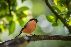 bullfinch