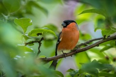 Bullfinch