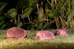 Hedgehog