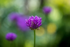 allium