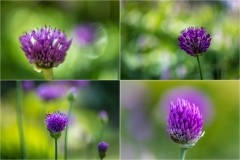 allium-1