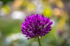 Allium