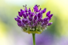 allium