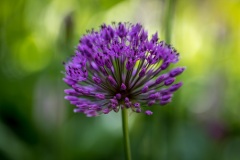 Allium