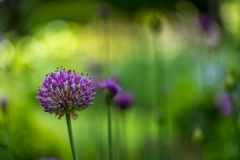Allium