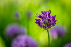 allium