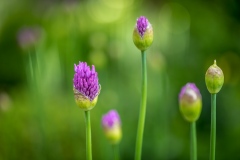 Allium