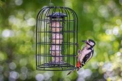 Great Spotted Woodpecker