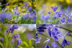 bluebells