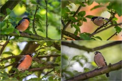 Male and female bullfinches