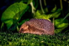 hedgehog