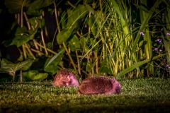 hedgehog