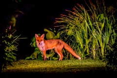 fox