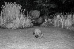 Fox cub